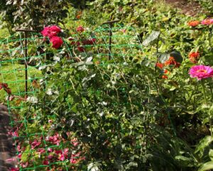 Опоры для клематисов и плетистых роз (44 фото)